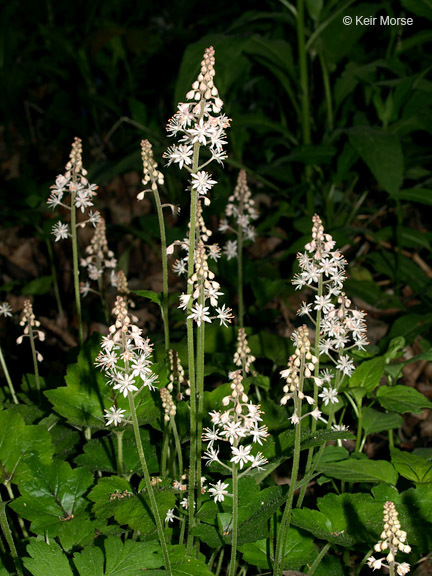 Image of Heartleaved foamflower