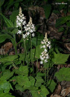 Image of Heartleaved foamflower