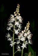 Image of Heartleaved foamflower