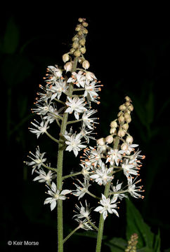 Image of Heartleaved foamflower