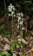 Image of Heartleaved foamflower