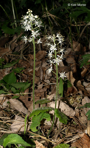 Image of Heartleaved foamflower