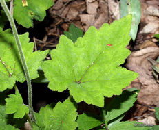 Image of Heartleaved foamflower