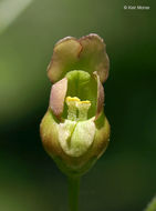 Image of American figwort