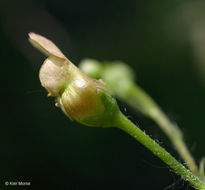 Image of American figwort