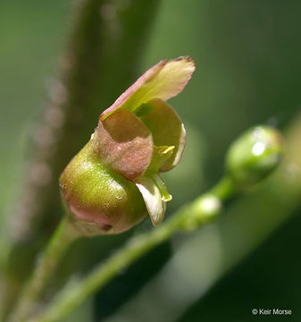 Scrophularia lanceolata Pursh resmi