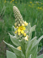 Image of Great Mullein