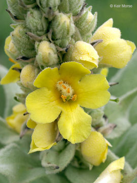 Image of Great Mullein