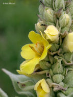 Image of Great Mullein