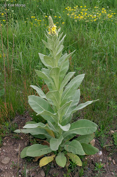 Image of Great Mullein