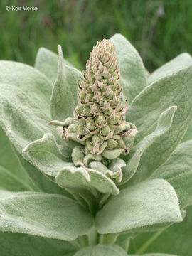 Image of Great Mullein