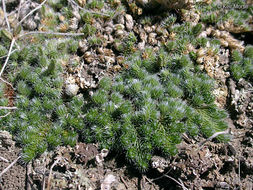 Image of lesser spikemoss