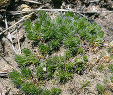 Image of lesser spikemoss