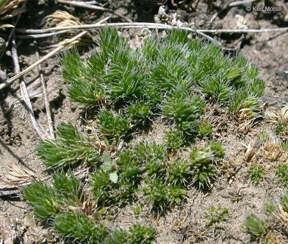 Image of lesser spikemoss