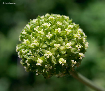 Image of Blue Ridge carrionflower