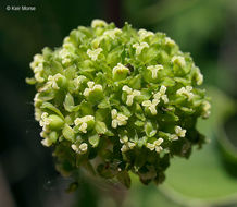 Image of Blue Ridge carrionflower