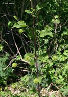 Image of Blue Ridge carrionflower