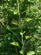 Image of Blue Ridge carrionflower