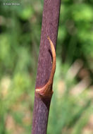 Image of Blue Ridge carrionflower