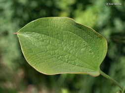 Image of Blue Ridge carrionflower