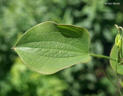 Image of Blue Ridge carrionflower