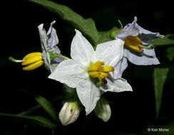 Image of Carolina horsenettle