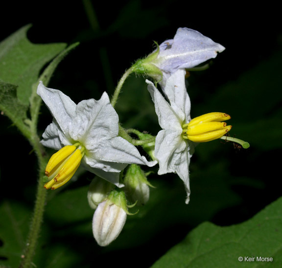 Image of Carolina horsenettle