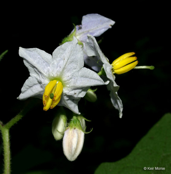 Image of Carolina horsenettle