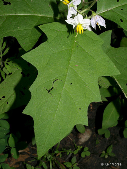 Image of Carolina horsenettle