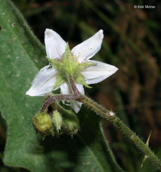 Image of Carolina horsenettle