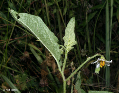 Image of Carolina horsenettle