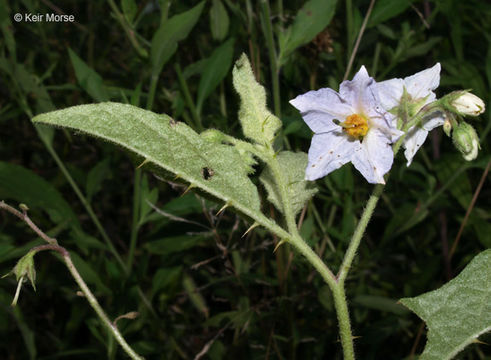 Image of Carolina horsenettle