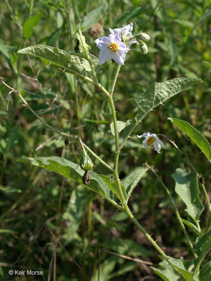 Image of Carolina horsenettle