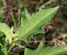 Image of Carolina horsenettle