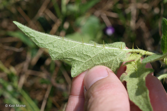 Image of Carolina horsenettle