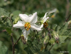 Image of Carolina horsenettle