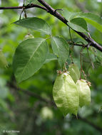 Imagem de Staphylea trifolia L.