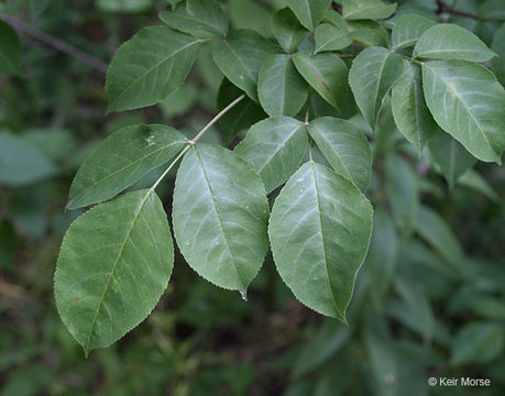 Imagem de Staphylea trifolia L.