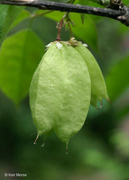 Image of American bladdernut