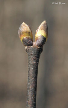 Image of American bladdernut