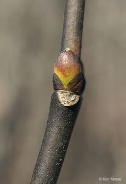 Image de Staphylier à trois folioles