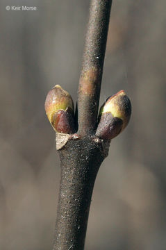 Image of American bladdernut