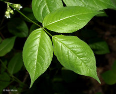 Image of American bladdernut