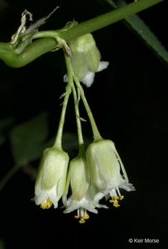 Imagem de Staphylea trifolia L.