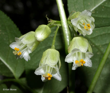 Imagem de Staphylea trifolia L.