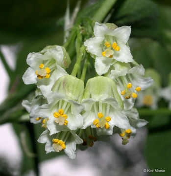 Imagem de Staphylea trifolia L.