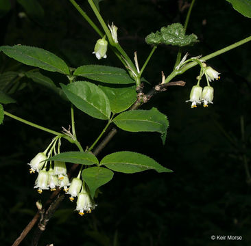 Imagem de Staphylea trifolia L.