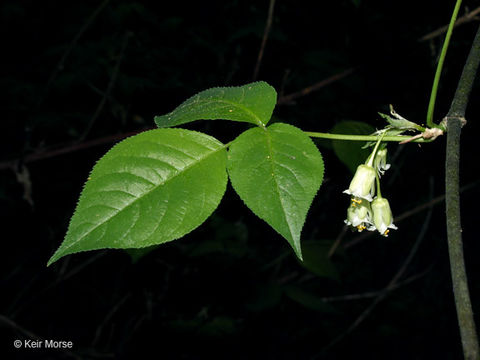 Imagem de Staphylea trifolia L.