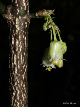 Imagem de Staphylea trifolia L.