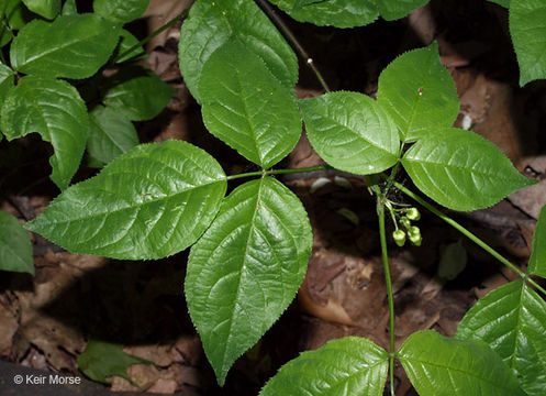 Imagem de Staphylea trifolia L.